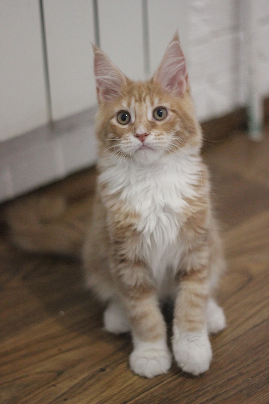 Wisky Monterini - Кошеня мейн-кун 3 місяця 2 тижні