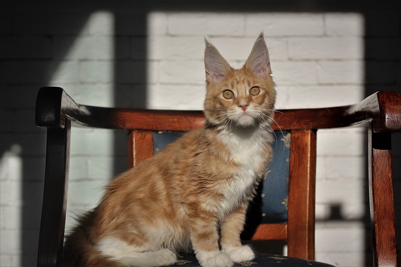 Wisky Monterini - Кошеня мейн-кун 4 місяця 0,5 тижнів