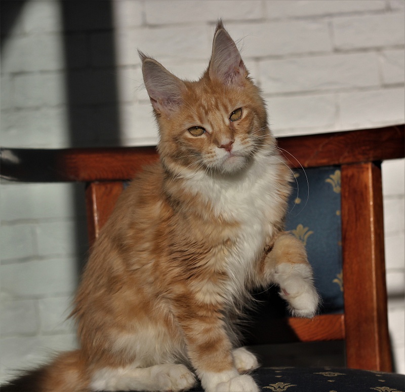 Wisky Monterini - Кошеня мейн-кун 4 місяця 0,5 тижнів