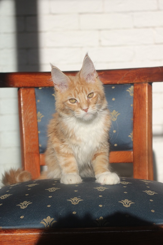 Wisky Monterini - Кошеня мейн-кун 4 місяця 0,5 тижнів