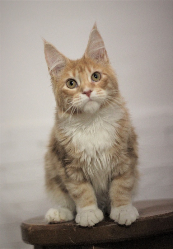 Wisky Monterini - Кошеня мейн-кун 5 місяців