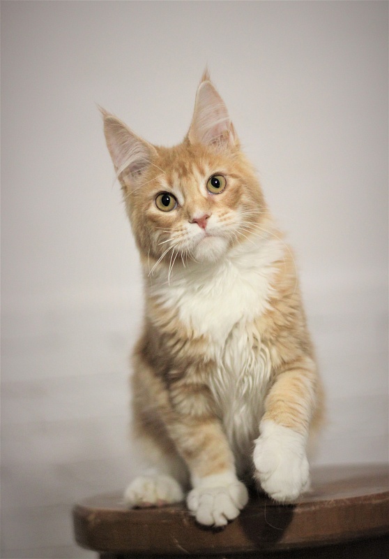 Wisky Monterini - Кошеня мейн-кун 5 місяців