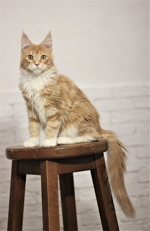 Wisky Monterini - Кошеня мейн-кун 5 місяців