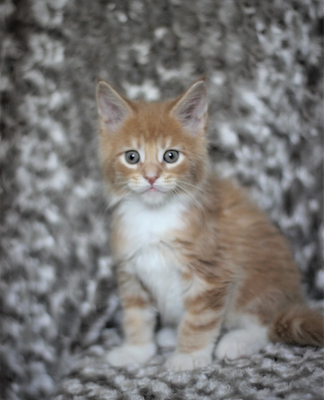 Wisky Monterini - Кошеня мейн-кун 1 місяць 3 тижні