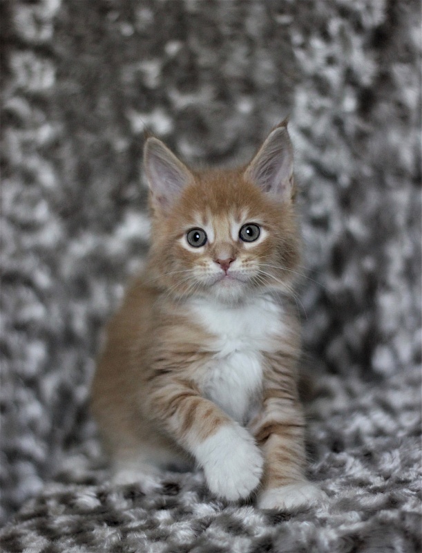 Wisky Monterini - Кошеня мейн-кун 1 місяць 3 тижні