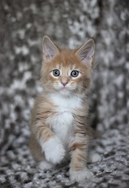 Wisky Monterini - Кошеня мейн-кун 1 місяць 3 тижні