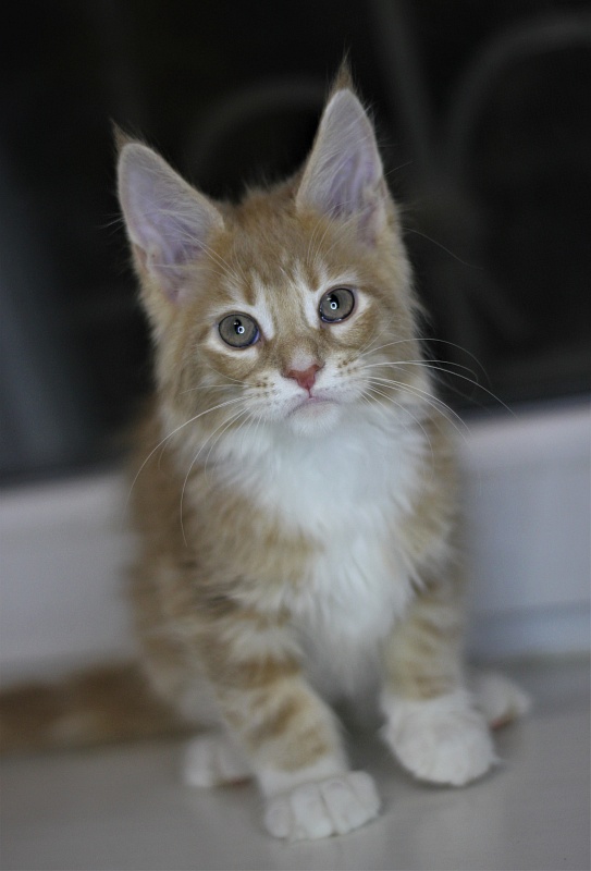 Wisky Monterini - Кошеня мейн-кун 2 місяця 1 тиждень