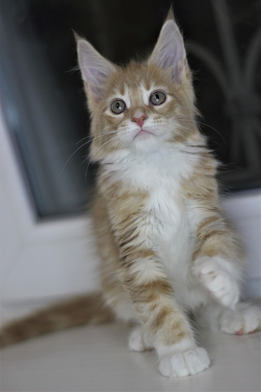 Wisky Monterini - Кошеня мейн-кун 2 місяця 1 тиждень