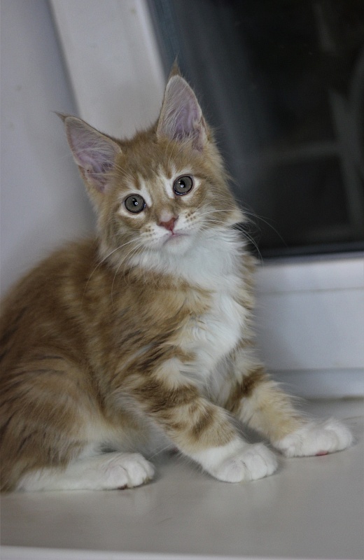 Wisky Monterini - Кошеня мейн-кун 2 місяця 1 тиждень