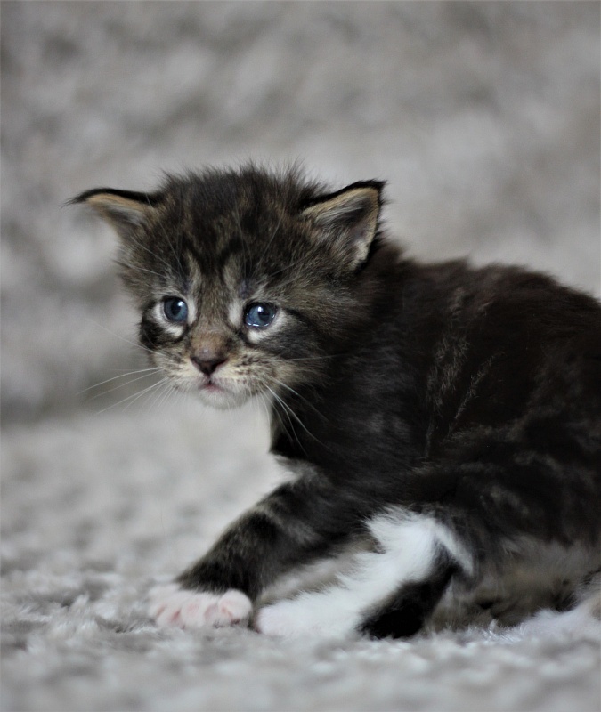 Wokka Monterini - Кошеня мейн-кун 3 тижні