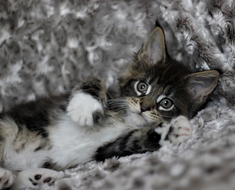 Wokka Monterini - Кошеня мейн-кун 1 місяць 3 тижні