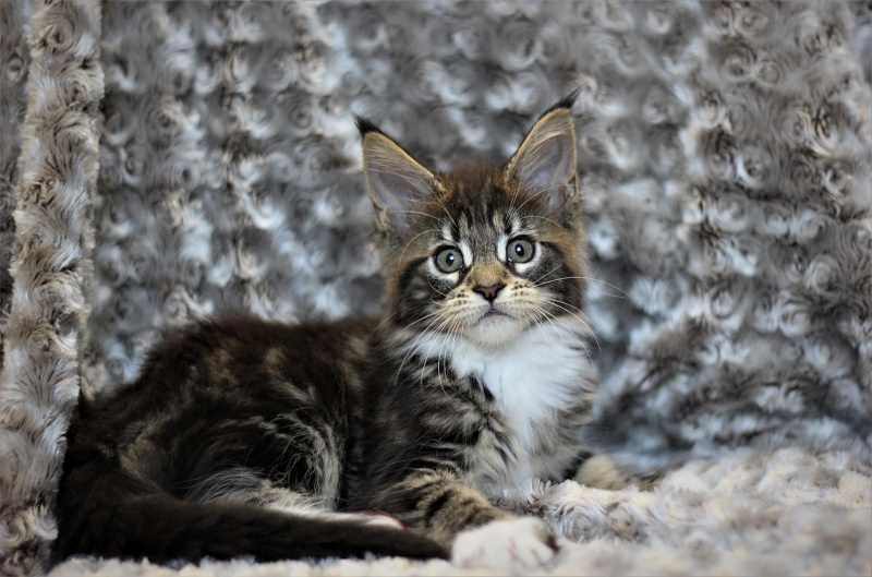 Wokka Monterini - Кошеня мейн-кун 2 місяця