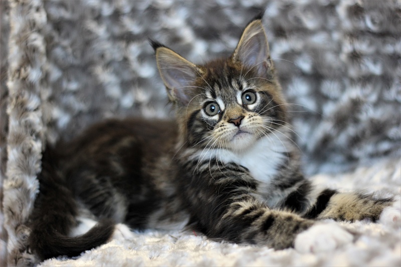 Wokka Monterini - Кошеня мейн-кун 2 місяця