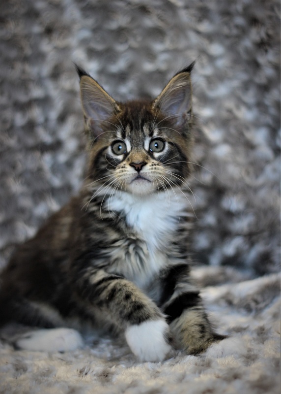 Wokka Monterini - Кошеня мейн-кун 2 місяця