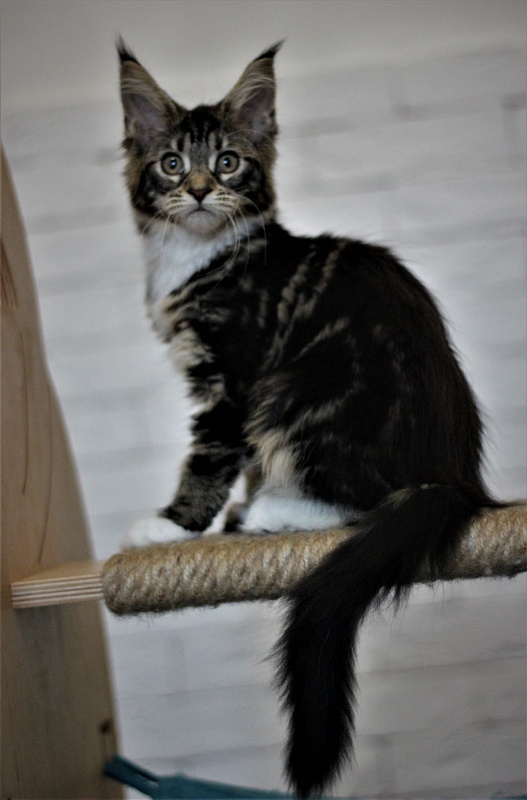 Wokka Monterini - Кошеня мейн-кун 3 місяця