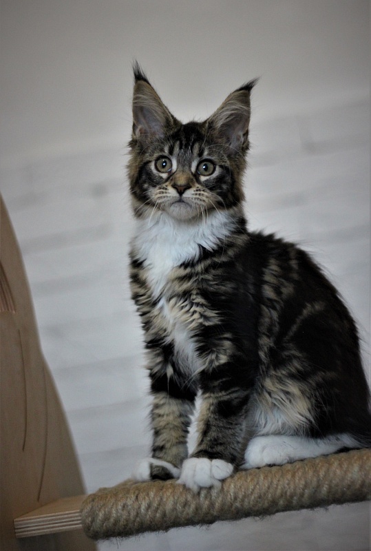 Wokka Monterini - Кошеня мейн-кун 3 місяця