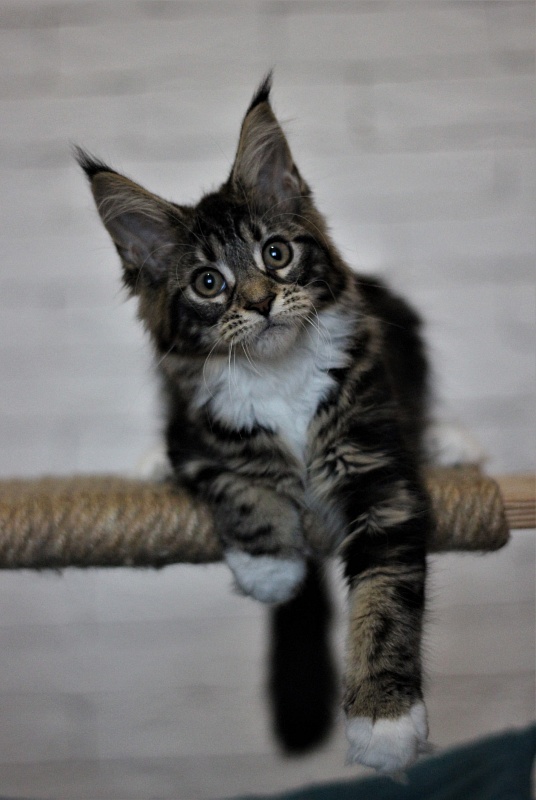 Wokka Monterini - Кошеня мейн-кун 3 місяця