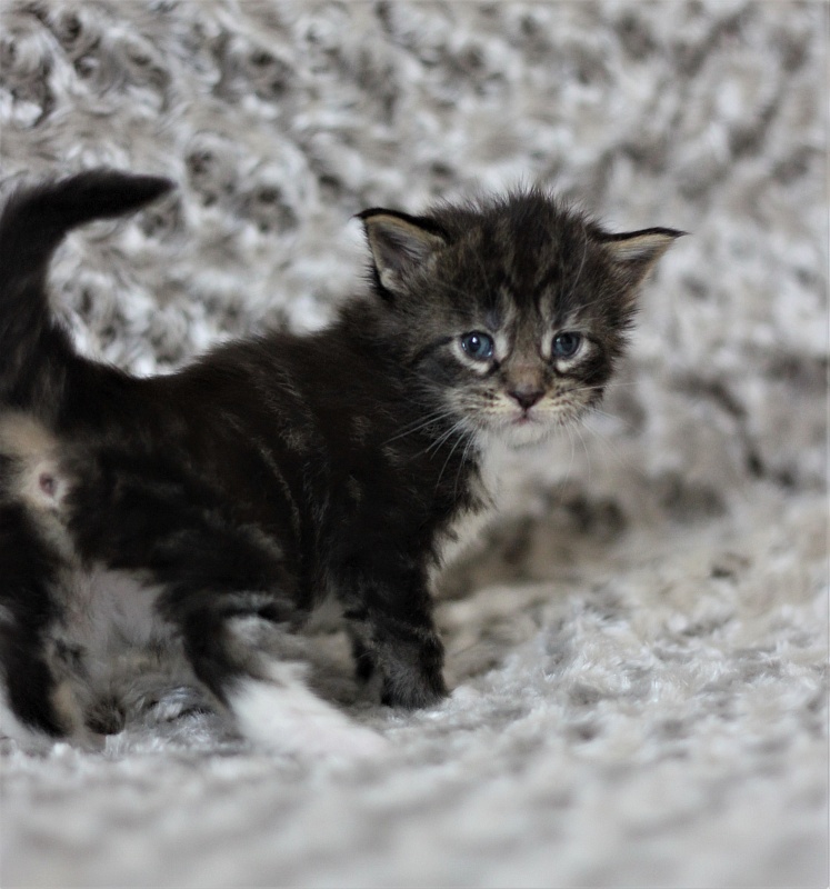 Wokka Monterini - Кошеня мейн-кун 3 тижні