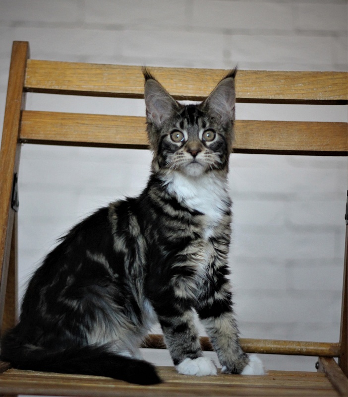 Wokka Monterini - Кошеня мейн-кун 3 місяця 2 тижні