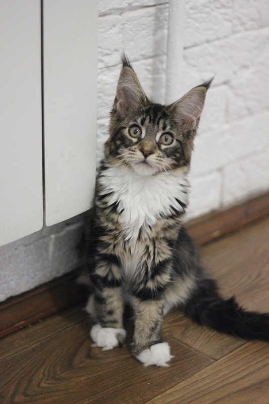 Wokka Monterini - Кошеня мейн-кун 3 місяця 2 тижні