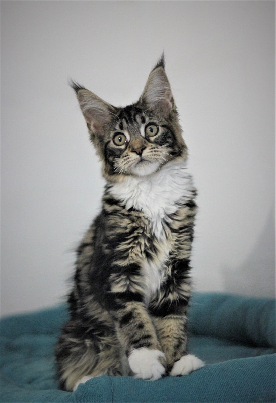 Wokka Monterini - Кошеня мейн-кун 3 місяця 2 тижні