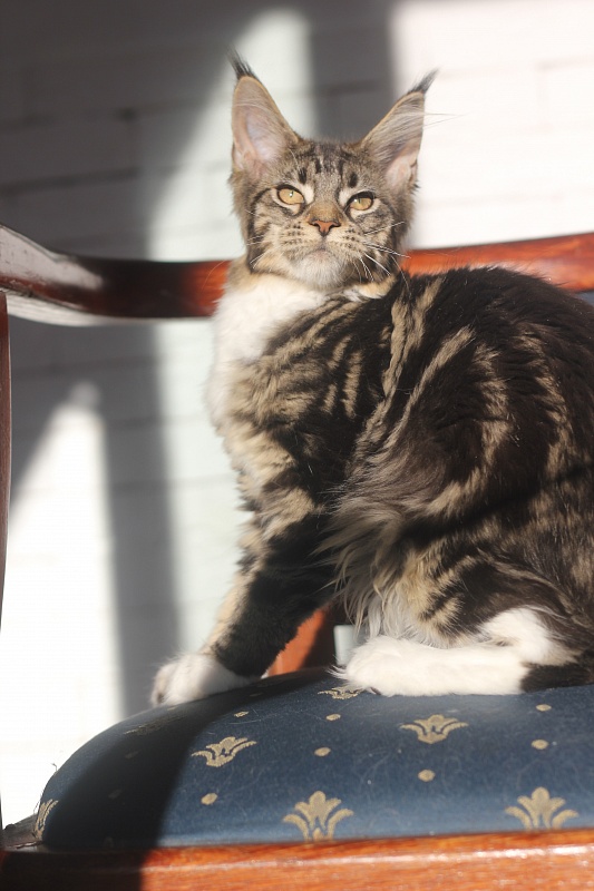 Wokka Monterini - Кошеня мейн-кун 4 місяця 0,5 тижнів