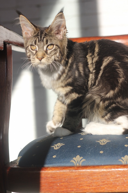 Wokka Monterini - Кошеня мейн-кун 4 місяця 0,5 тижнів