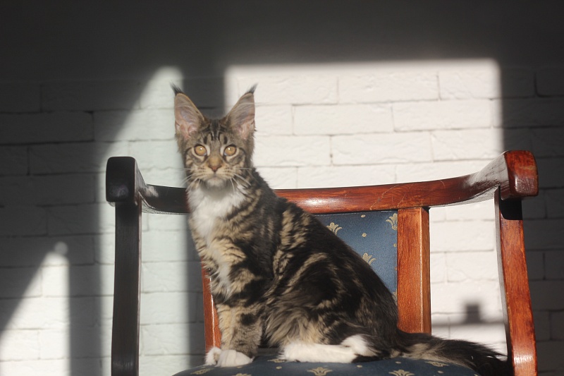 Wokka Monterini - Кошеня мейн-кун 4 місяця 0,5 тижнів