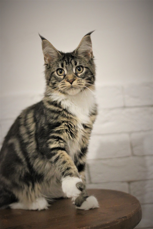 Wokka Monterini - Кошеня мейн-кун 5 місяців