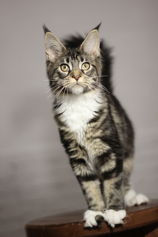 Wokka Monterini - Кошеня мейн-кун 5 місяців