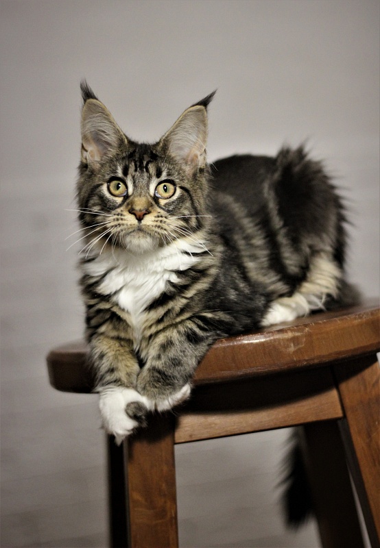 Wokka Monterini - Кошеня мейн-кун 5 місяців