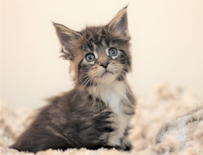 Wokka Monterini - Кошеня мейн-кун 1 місяць 1 тиждень