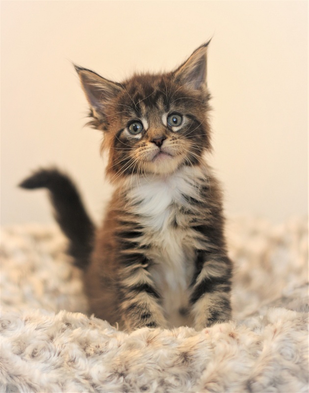 Wokka Monterini - Кошеня мейн-кун 1 місяць 1 тиждень