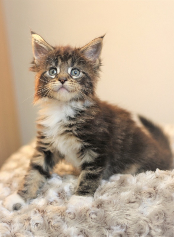 Wokka Monterini - Кошеня мейн-кун 1 місяць 1 тиждень