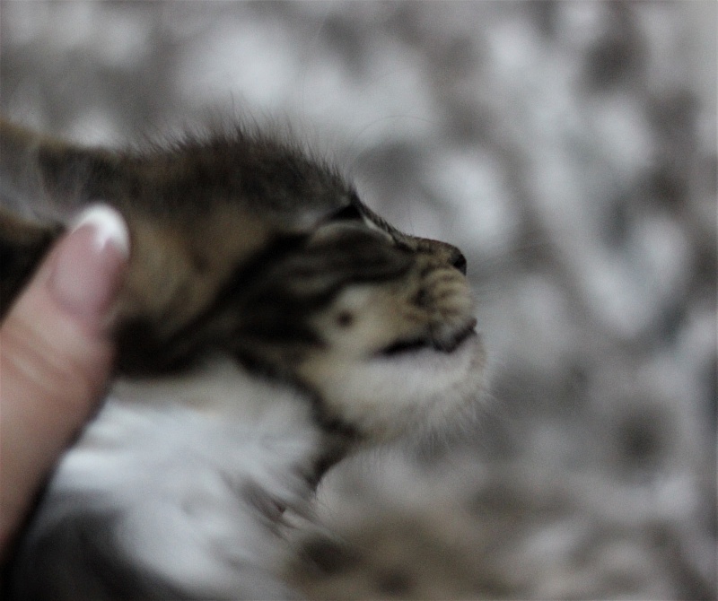 Wokka Monterini - Кошеня мейн-кун 1 місяць 3 тижні