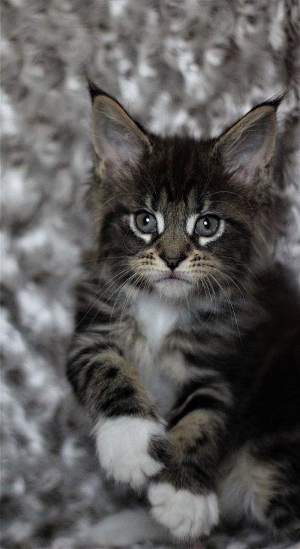 Wokka Monterini - Кошеня мейн-кун 1 місяць 3 тижні