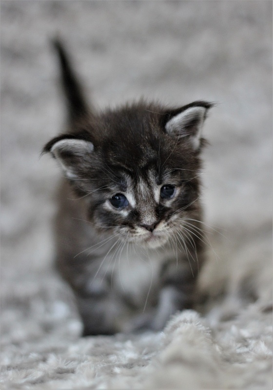 Woodi Monterini - Кошеня мейн-кун 3 тижні