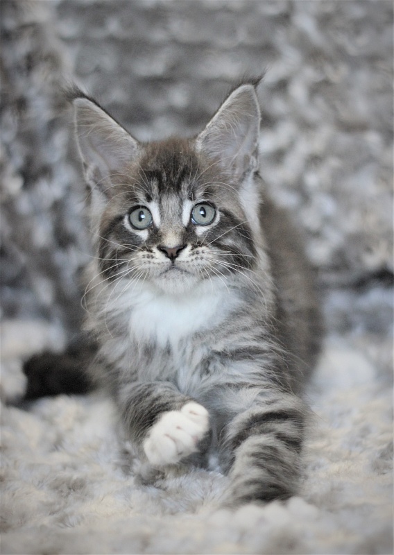 Woodi Monterini - Кошеня мейн-кун 2 місяця