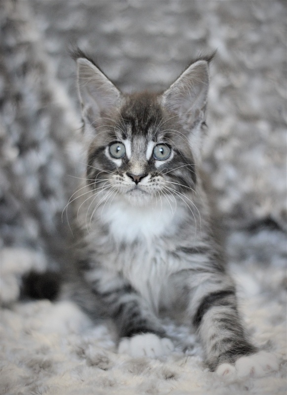 Woodi Monterini - Кошеня мейн-кун 2 місяця