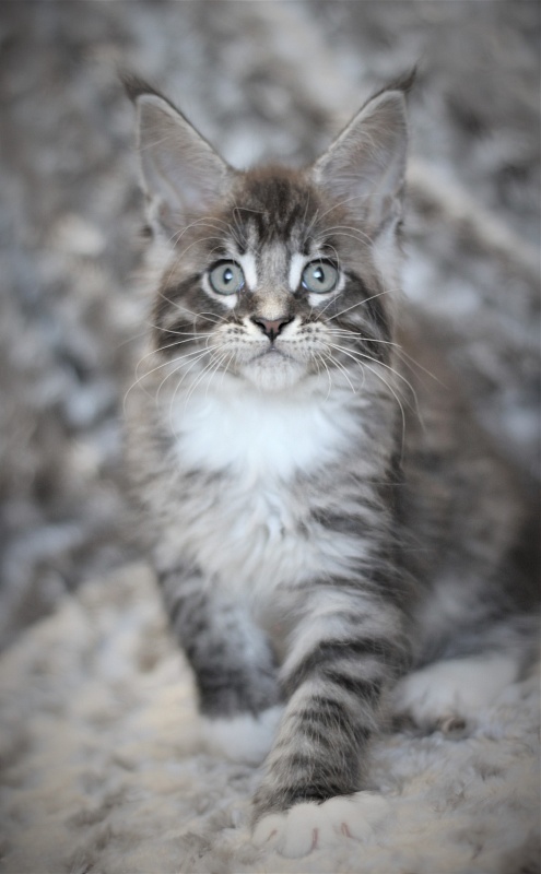 Woodi Monterini - Кошеня мейн-кун 2 місяця