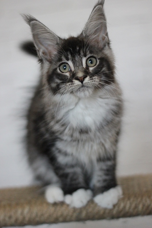 Woodi Monterini - Кошеня мейн-кун 3 місяця