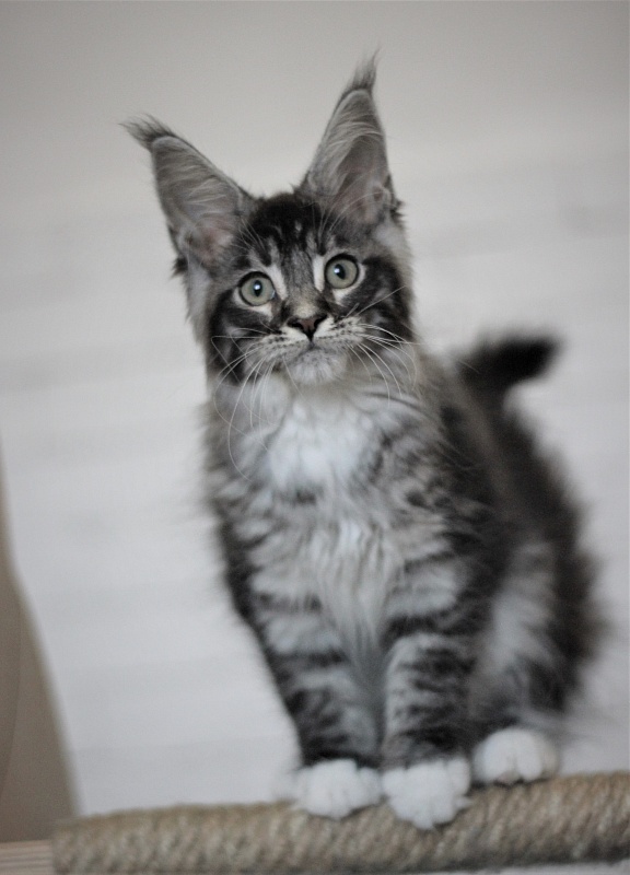 Woodi Monterini - Кошеня мейн-кун 3 місяця