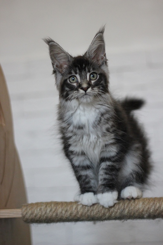 Woodi Monterini - Кошеня мейн-кун 3 місяця