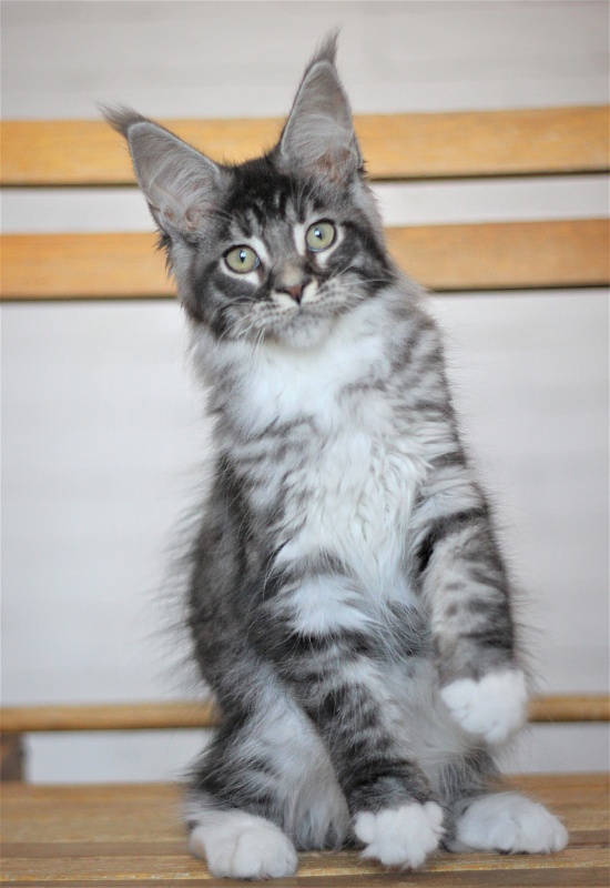 Woodi Monterini - Кошеня мейн-кун 3 місяця 2 тижні