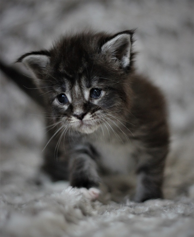 Woodi Monterini - Кошеня мейн-кун 3 тижні