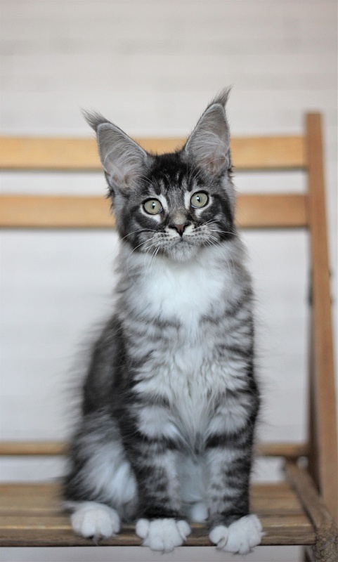 Woodi Monterini - Кошеня мейн-кун 3 місяця 2 тижні