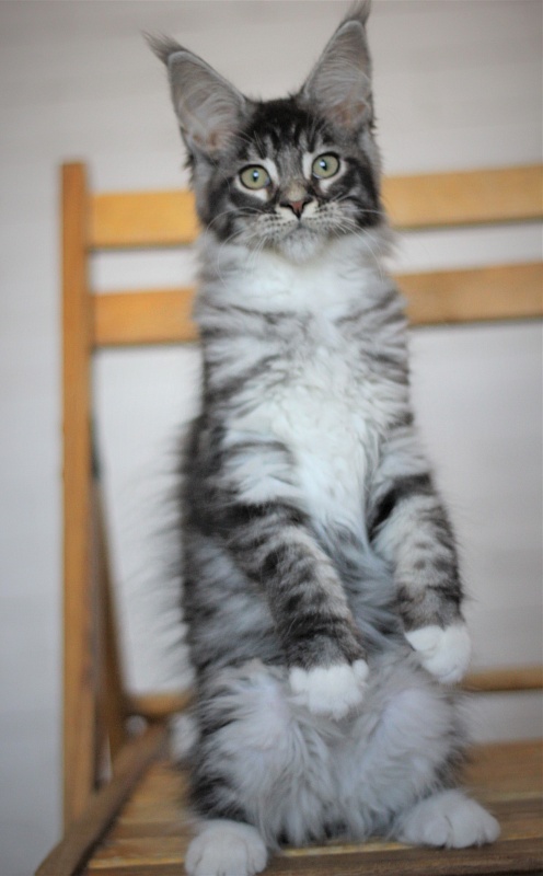 Woodi Monterini - Кошеня мейн-кун 3 місяця 2 тижні