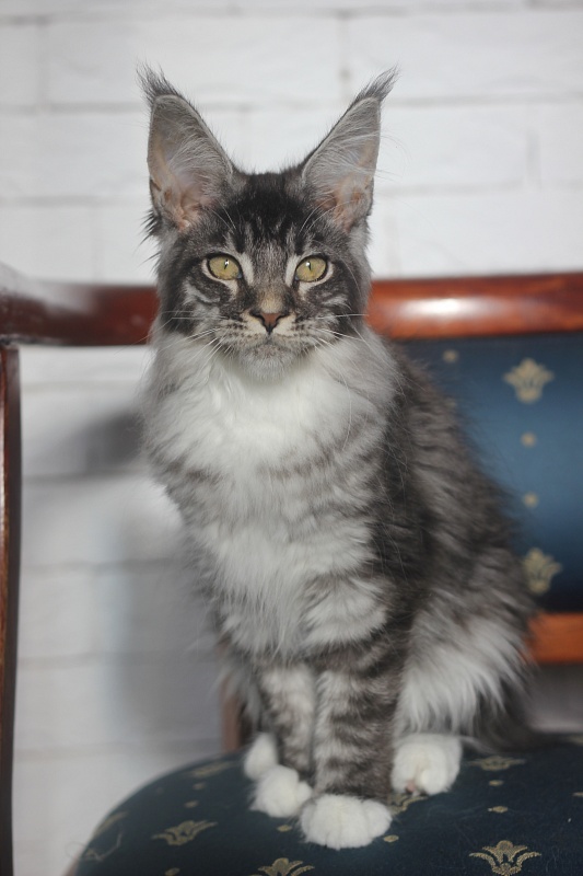 Woodi Monterini - Кошеня мейн-кун 4 місяця 0,5 тижнів