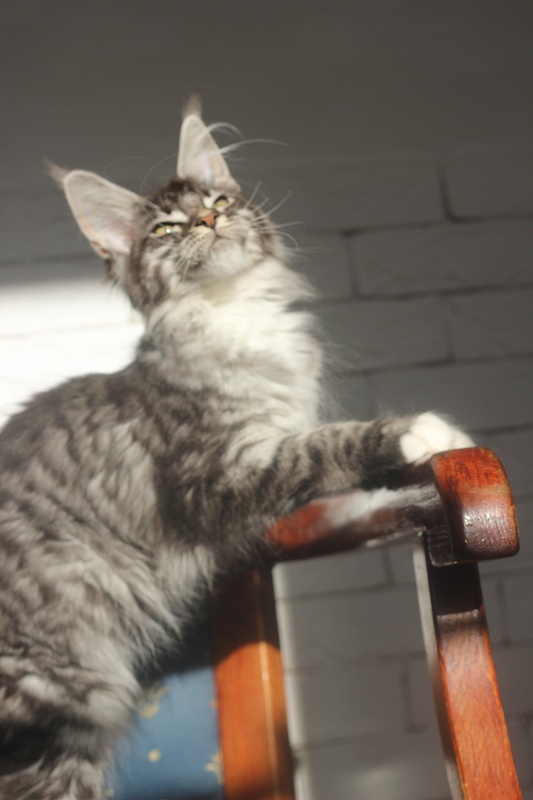 Woodi Monterini - Кошеня мейн-кун 4 місяця 0,5 тижнів