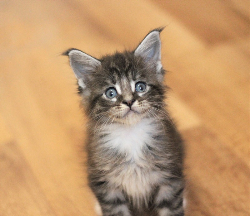 Woodi Monterini - Кошеня мейн-кун 1 місяць 1 тиждень